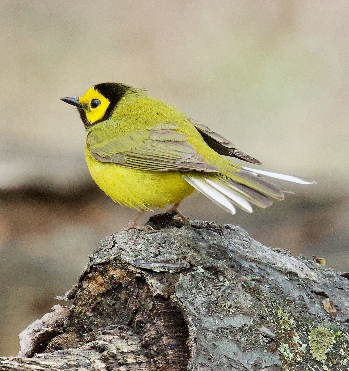 Hooded Warbler - ML617670134