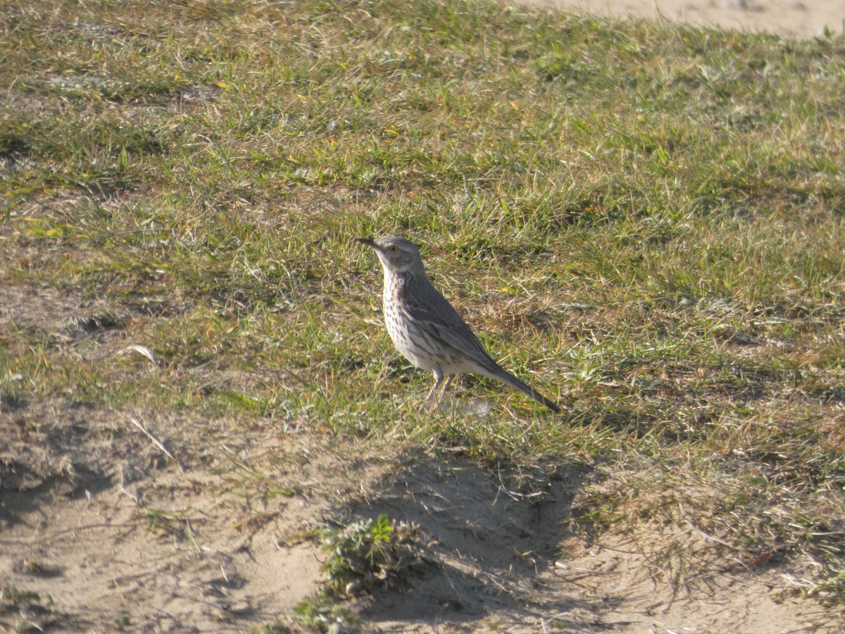 Sage Thrasher - ML617670141