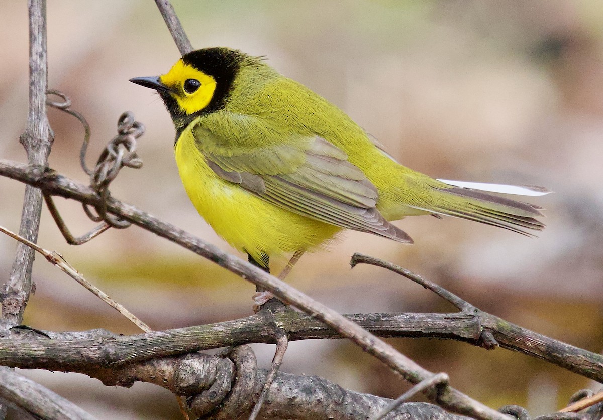 Hooded Warbler - ML617670143
