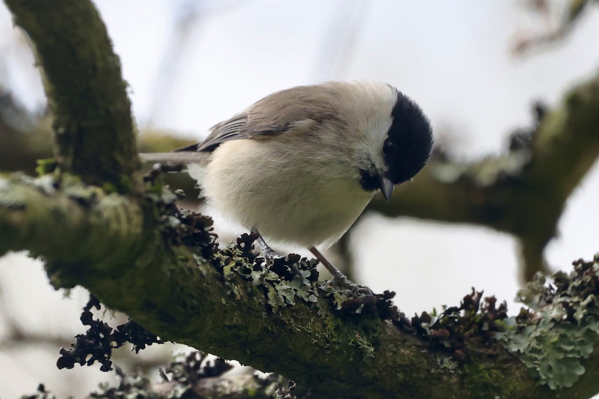 Marsh Tit - Tyler Atkinson