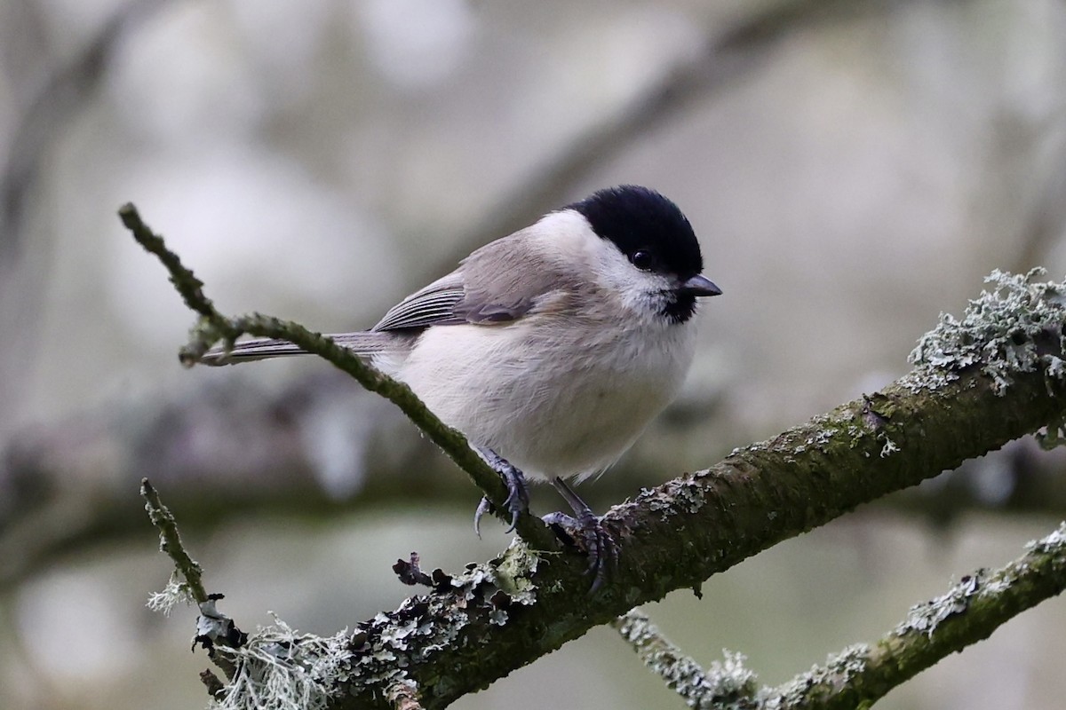 Marsh Tit - ML617670147