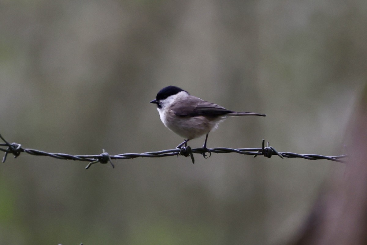 Marsh Tit - ML617670148