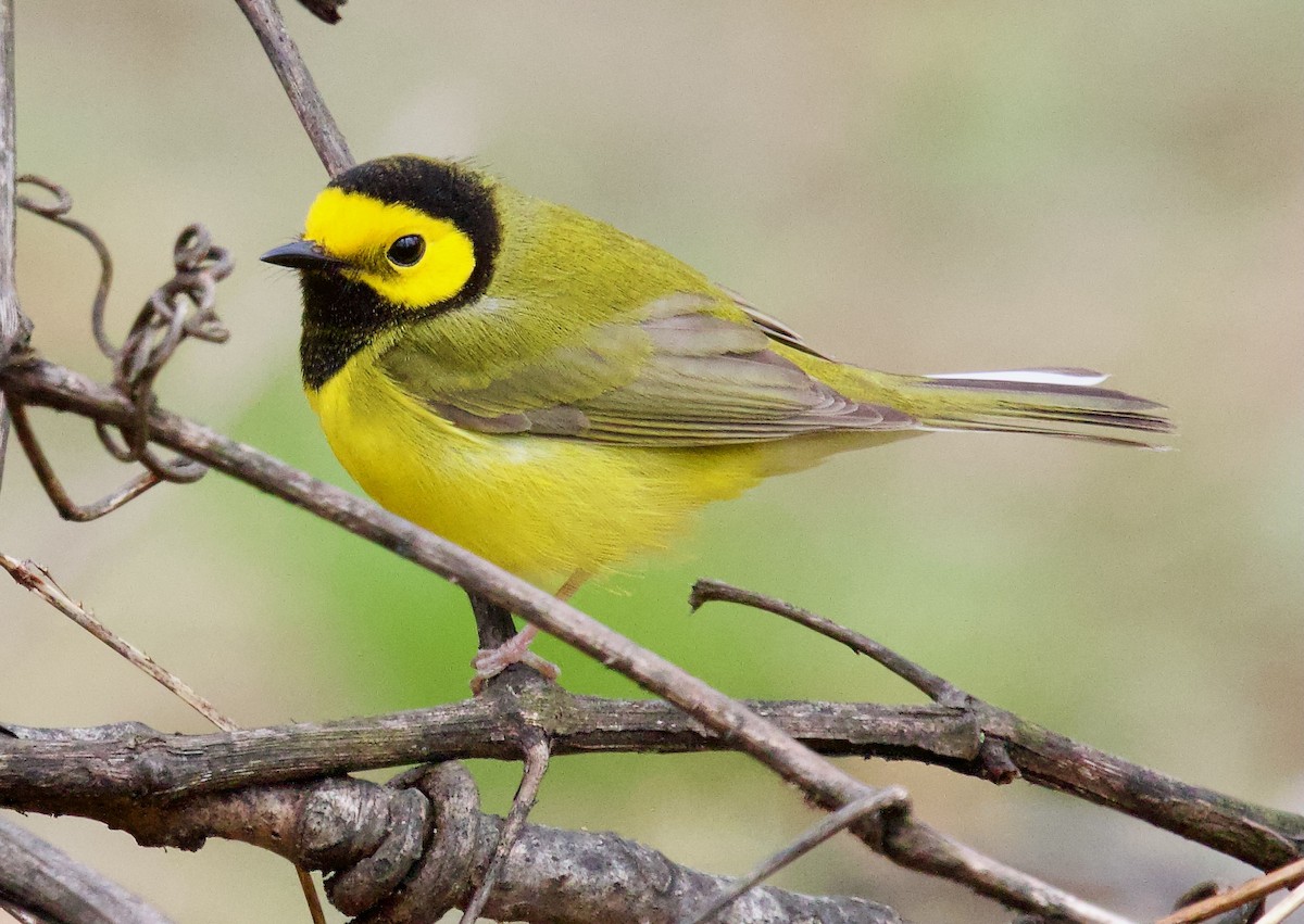 Hooded Warbler - ML617670173
