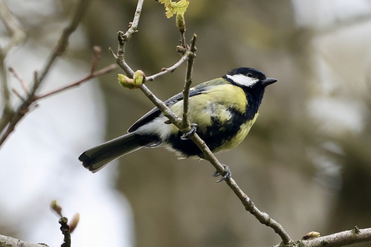 Great Tit - ML617670177