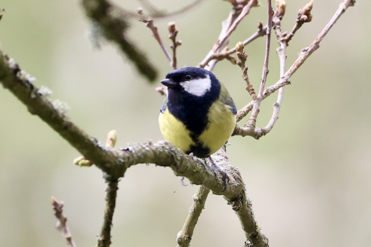 Great Tit - ML617670178