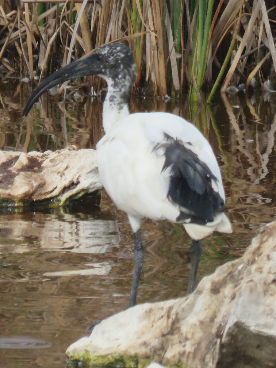 African Sacred Ibis - ML617670202