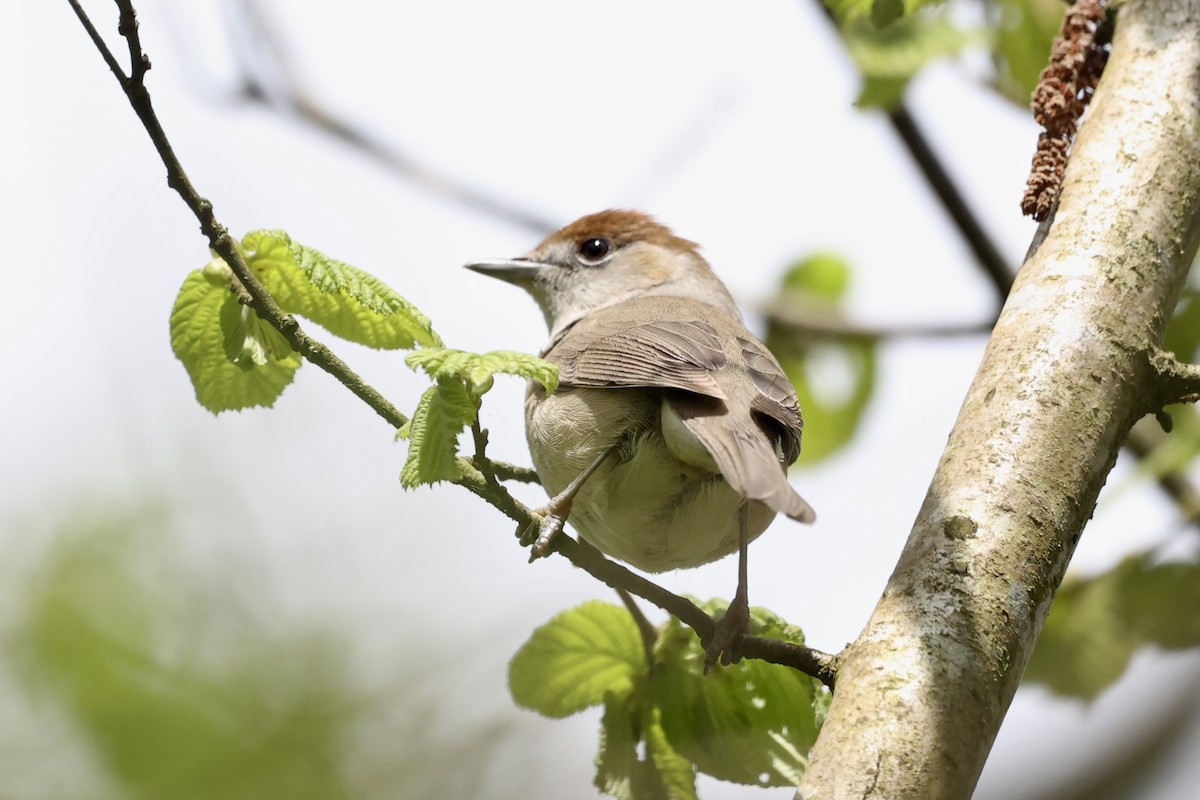 Eurasian Blackcap - ML617670203