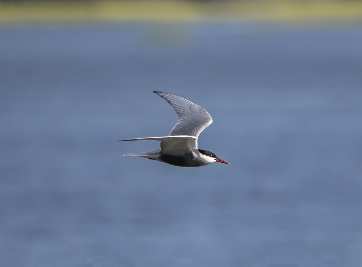 Whiskered Tern - Guillermo Risco