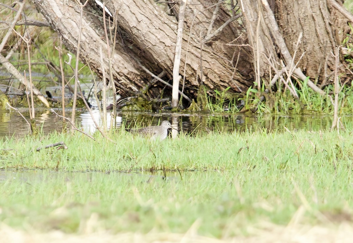 Solitary Sandpiper - ML617670223