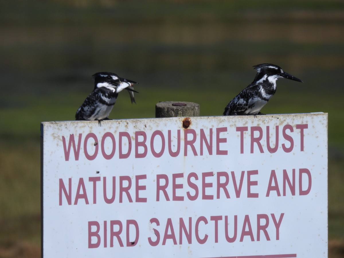 Pied Kingfisher - ML617670230