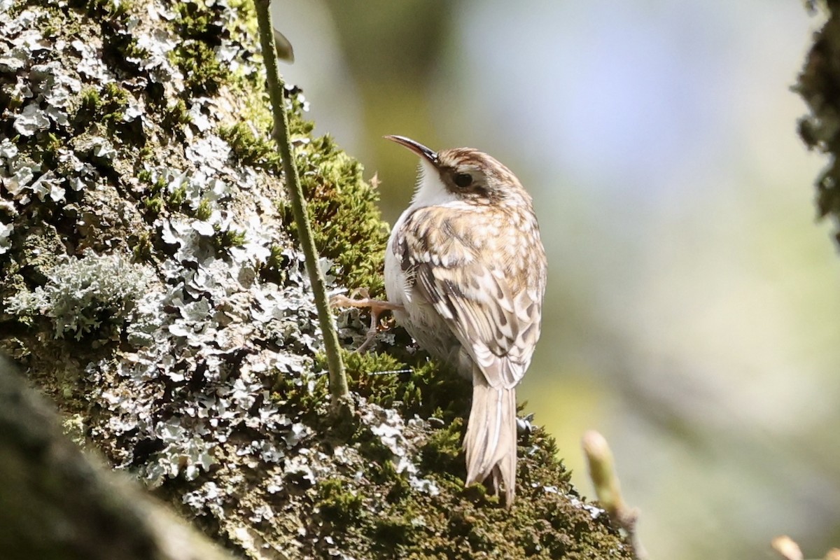 Eurasian Treecreeper - ML617670239