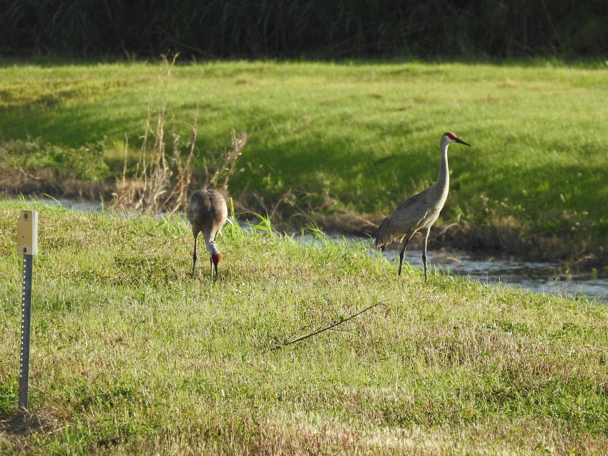 Sandhill Crane - ML617670252