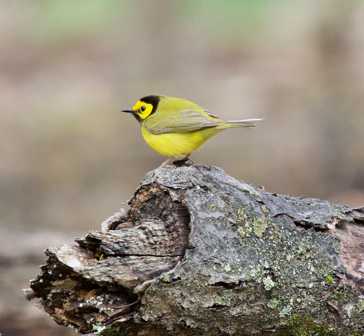 Hooded Warbler - ML617670257
