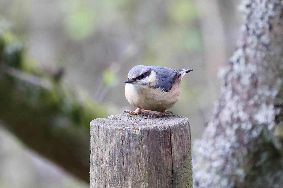 Eurasian Nuthatch - ML617670264