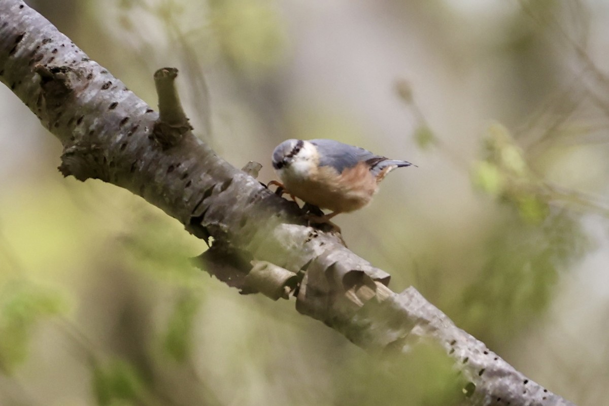 Eurasian Nuthatch - ML617670266