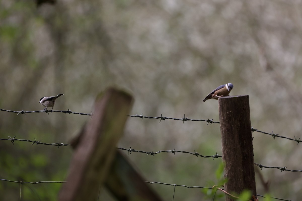 Eurasian Nuthatch - ML617670267