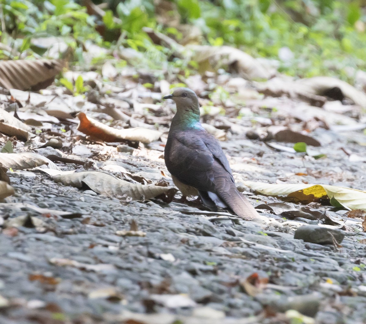 Barred Cuckoo-Dove - Adhirup Ghosh