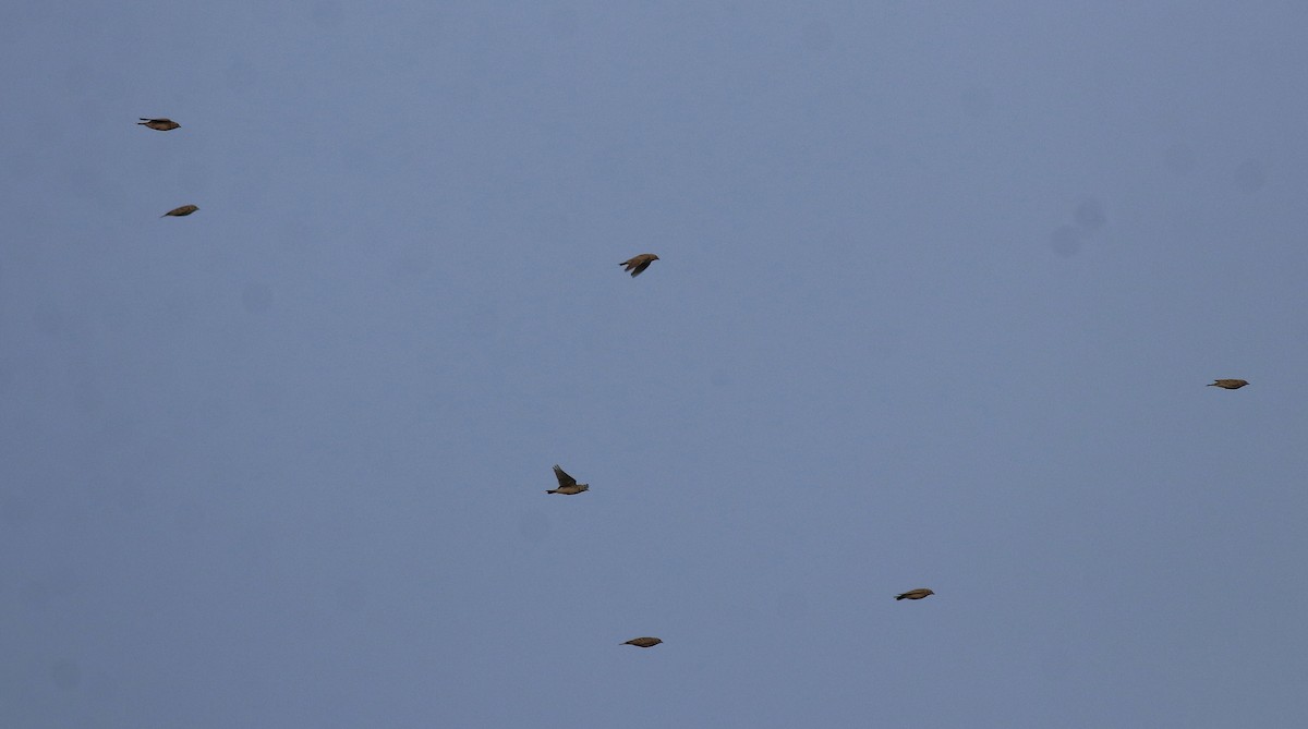 Mongolian Short-toed Lark - Afsar Nayakkan