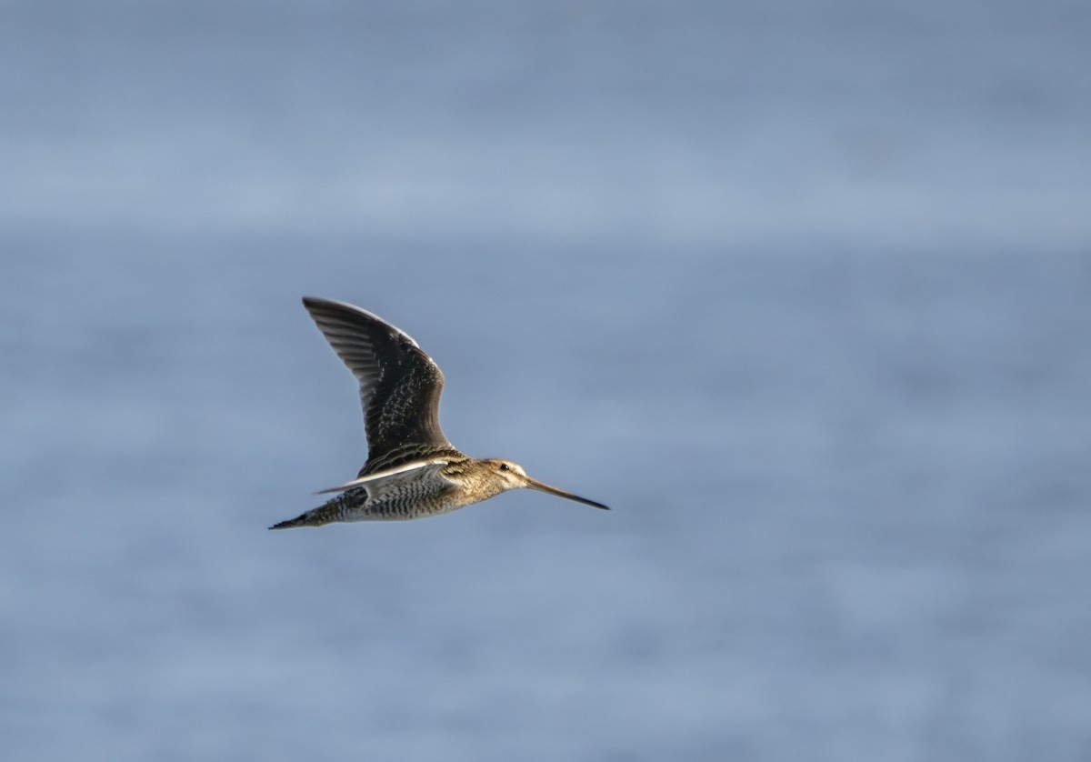 Common Snipe - ML617670335