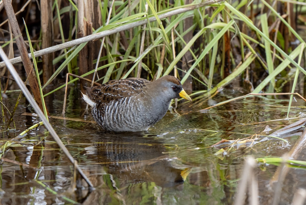 Polluela Sora - ML617670337