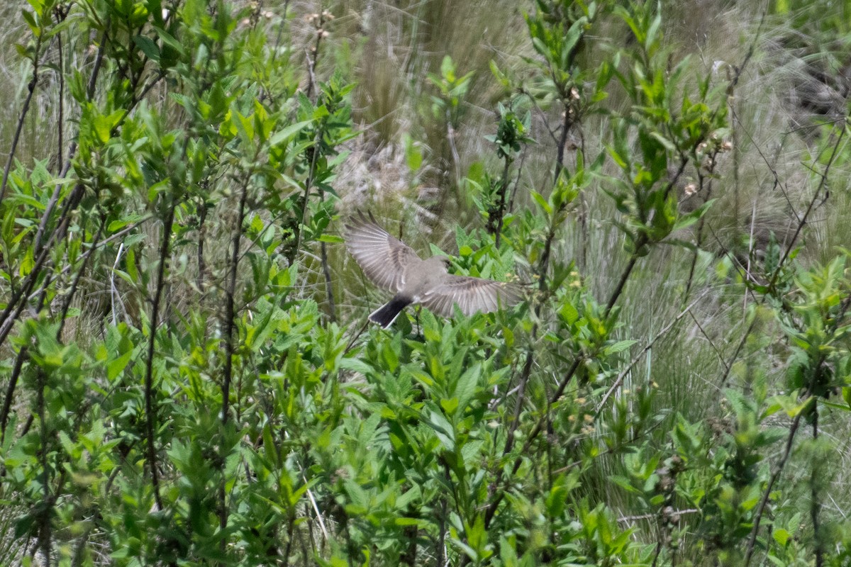 Spot-billed Ground-Tyrant - John C. Mittermeier