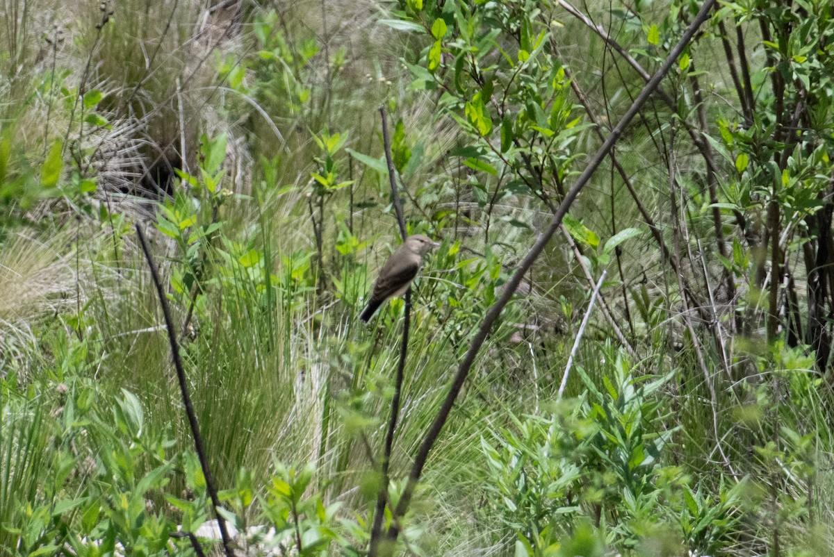 Spot-billed Ground-Tyrant - John C. Mittermeier