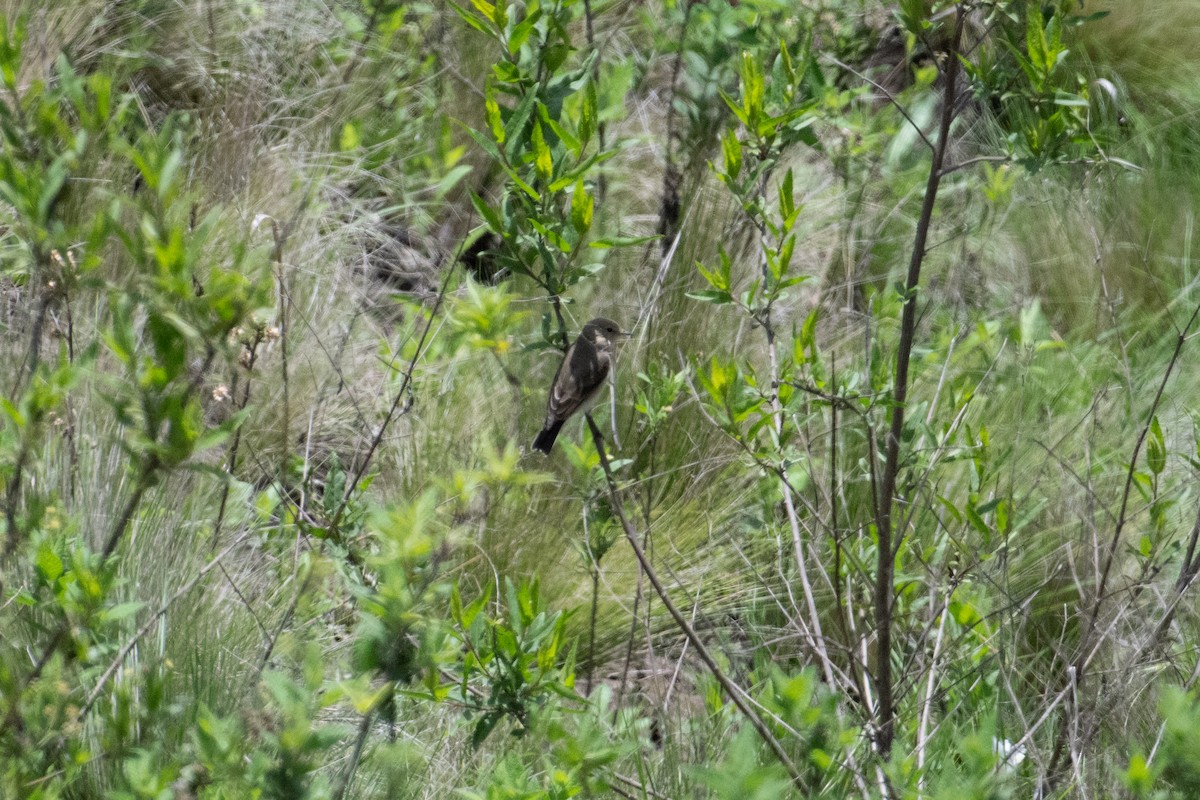 Spot-billed Ground-Tyrant - John C. Mittermeier