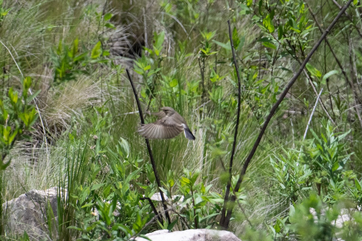 Spot-billed Ground-Tyrant - John C. Mittermeier