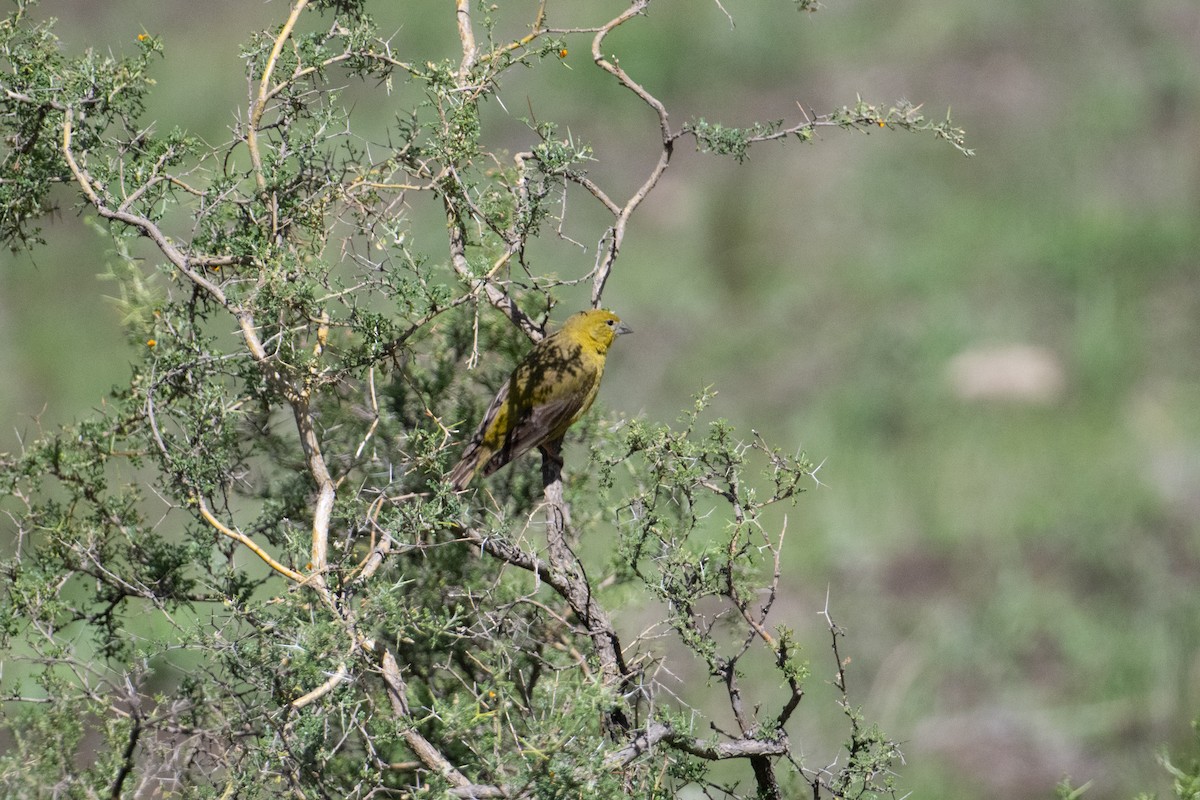 Greenish Yellow-Finch - John C. Mittermeier