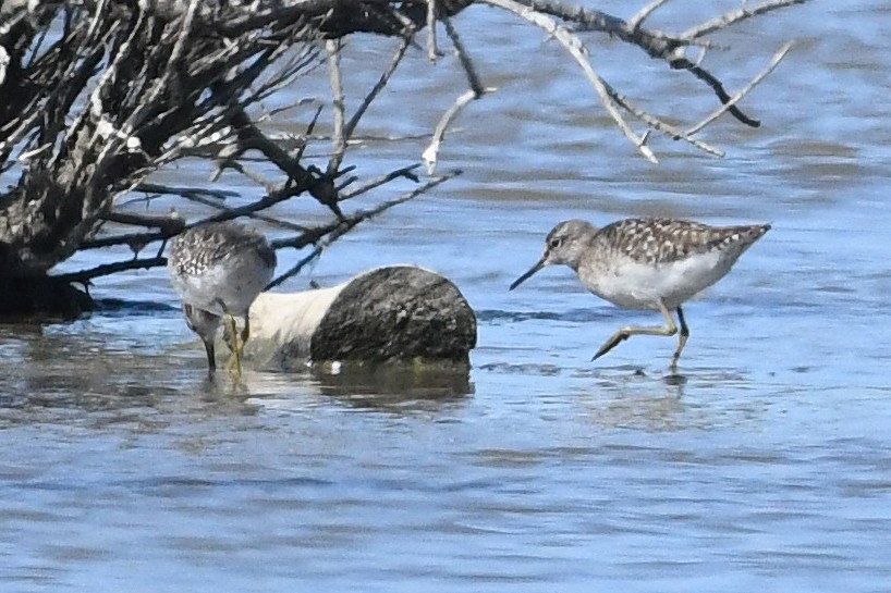 Wood Sandpiper - ML617670456