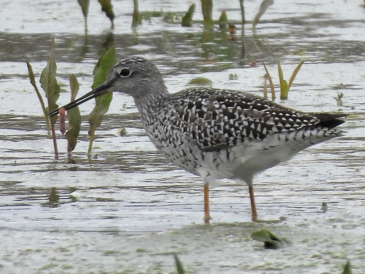 Greater Yellowlegs - ML617670460