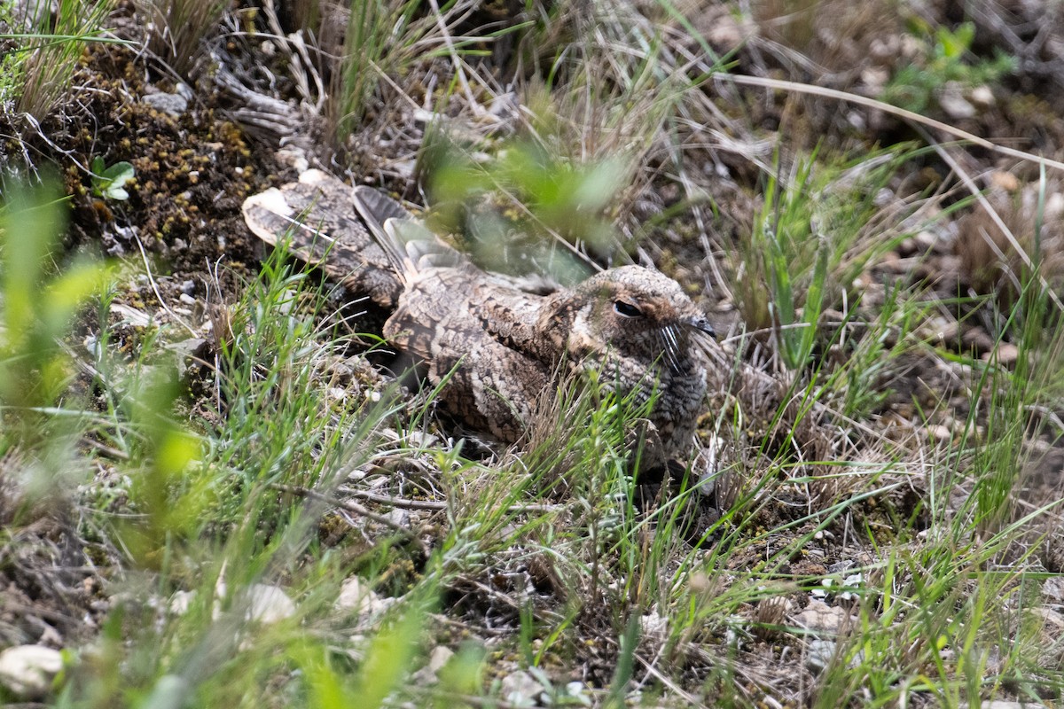 Band-winged Nightjar - ML617670465