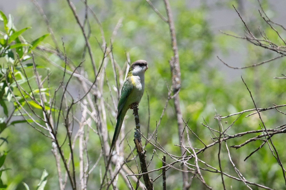 Gray-hooded Parakeet - John C. Mittermeier