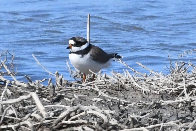 Common Ringed Plover - ML617670489