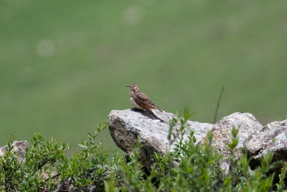 Slender-billed Miner - ML617670510