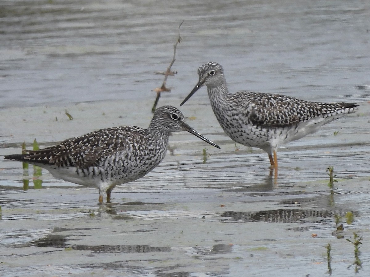 Greater Yellowlegs - ML617670514