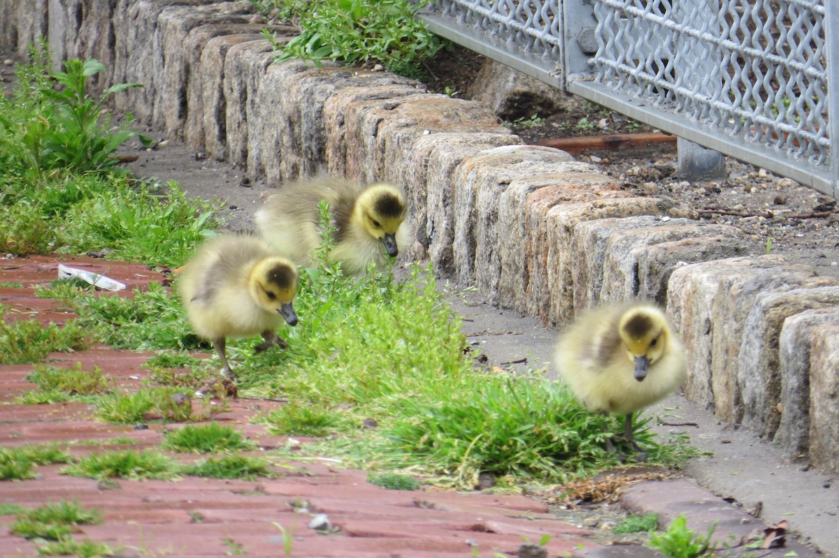 Canada Goose - ML617670530