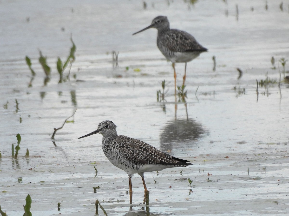 Greater Yellowlegs - ML617670531