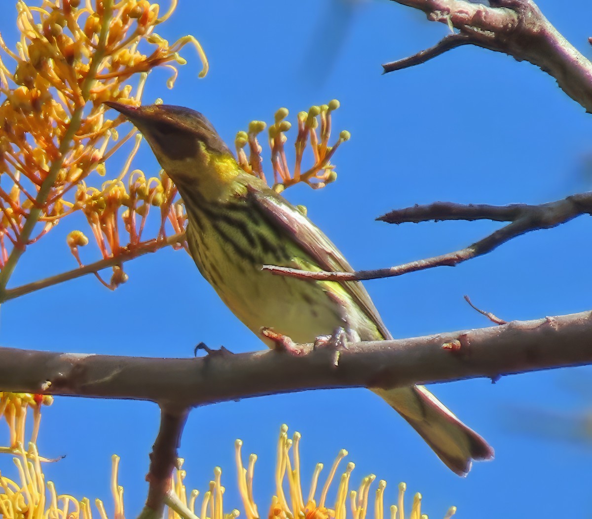 Cape May Warbler - ML617670546