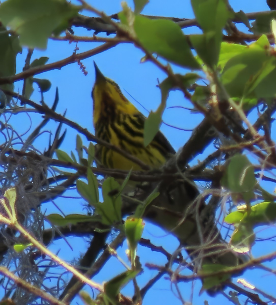 Cape May Warbler - ML617670547