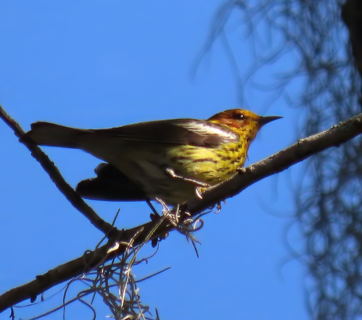 Cape May Warbler - ML617670548