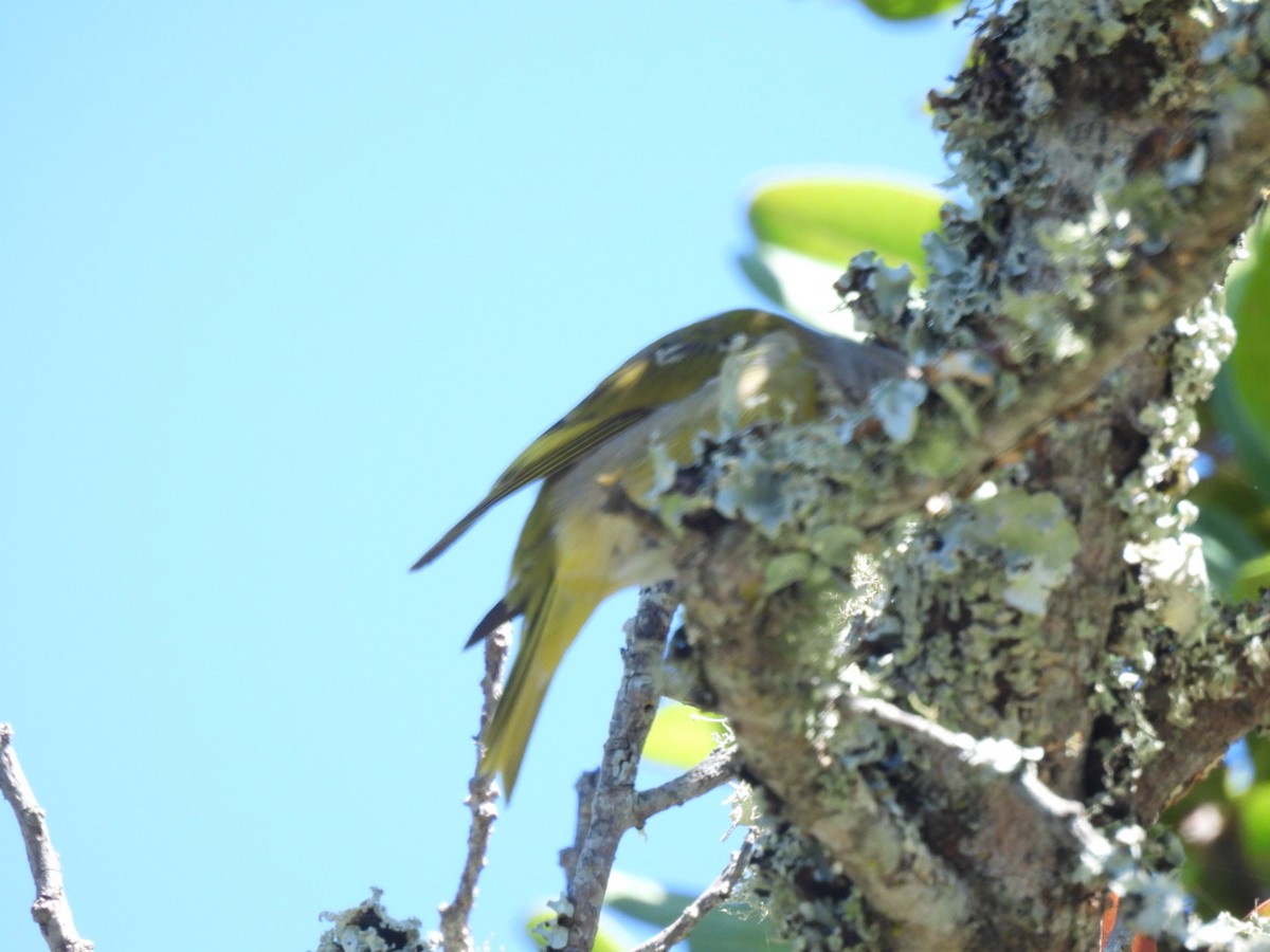 Serin du Cap - ML617670553