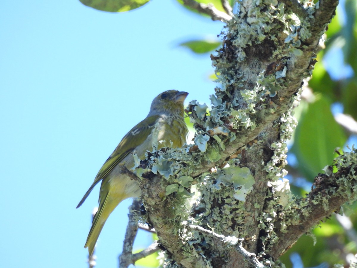 Cape Canary - ML617670554