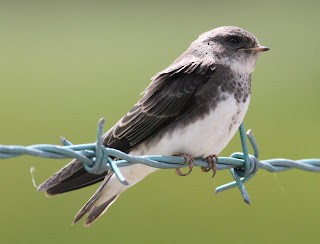 Bank Swallow - ML617670559