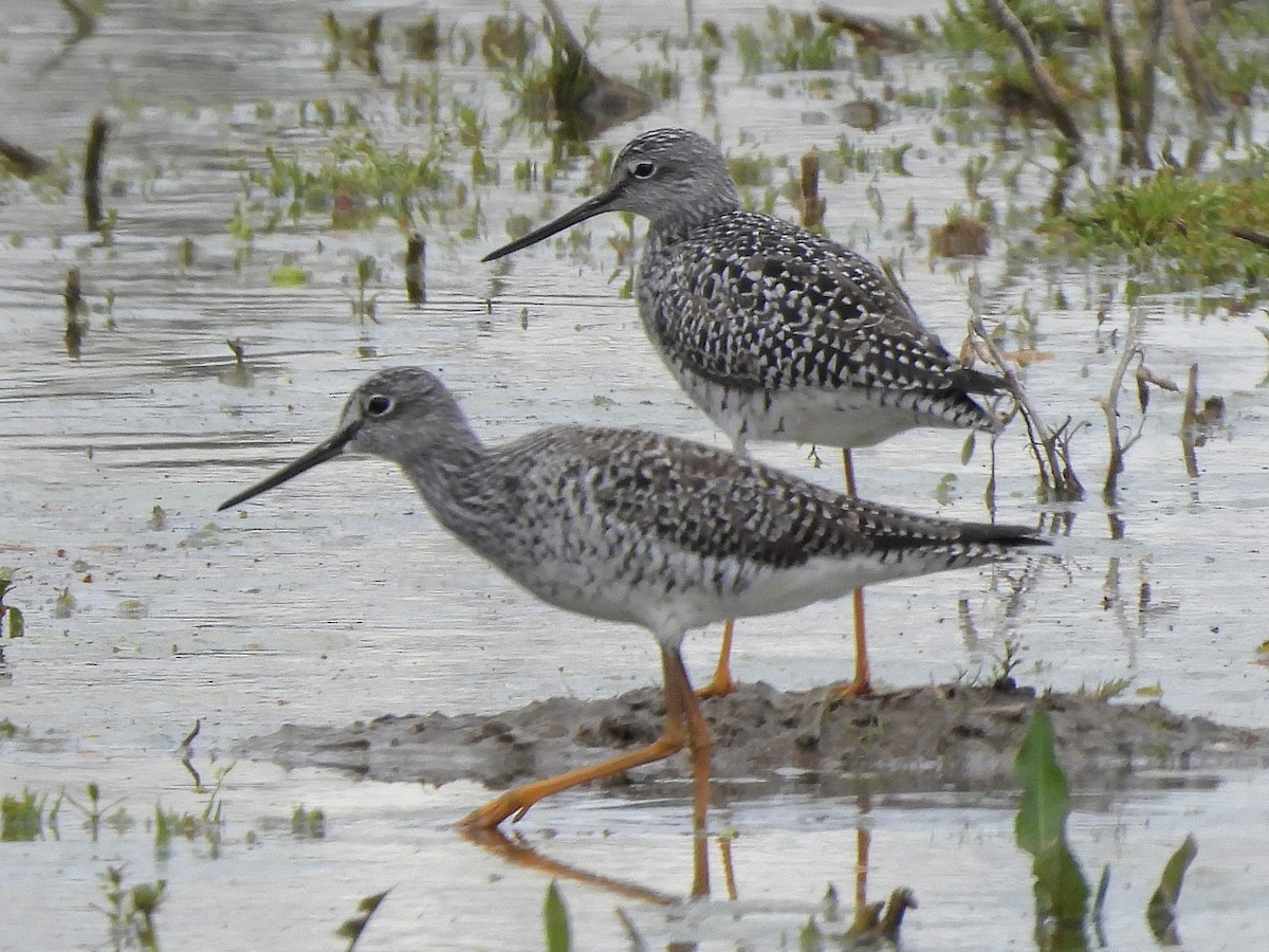 Greater Yellowlegs - ML617670562