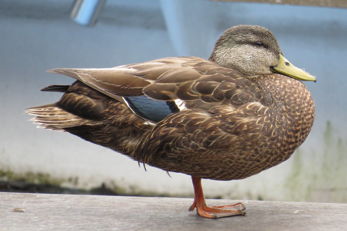 Mallard - Mayuko Fujino