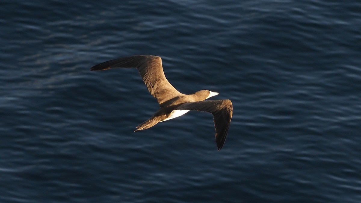 Brown Booby - Rosario Douglas