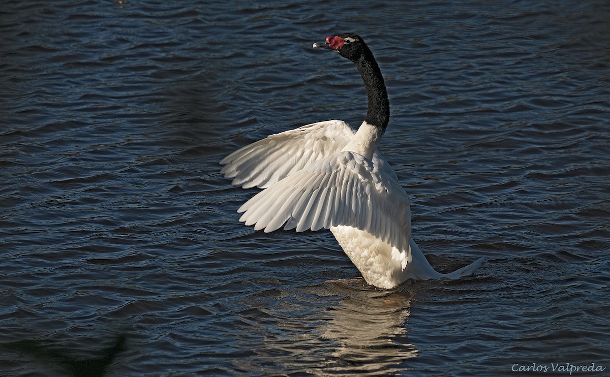 Cisne Cuellinegro - ML617670595