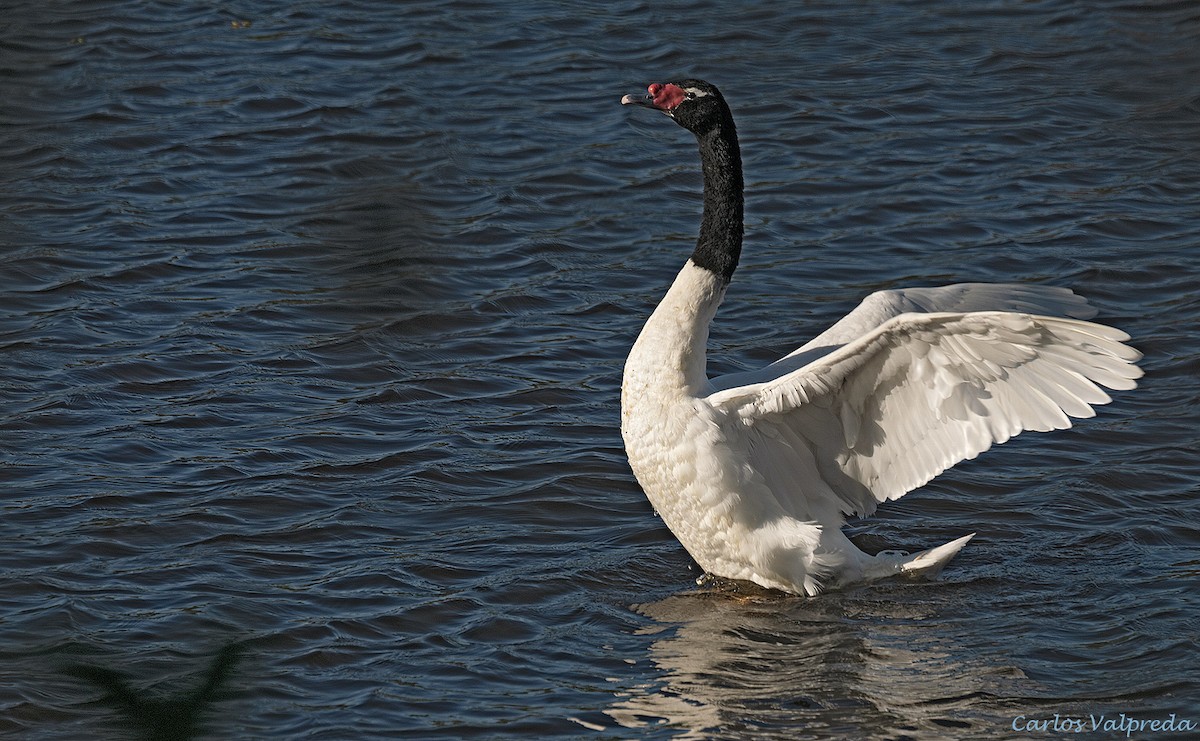 Cisne Cuellinegro - ML617670601