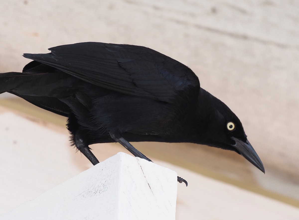 Carib Grackle - ML617670619